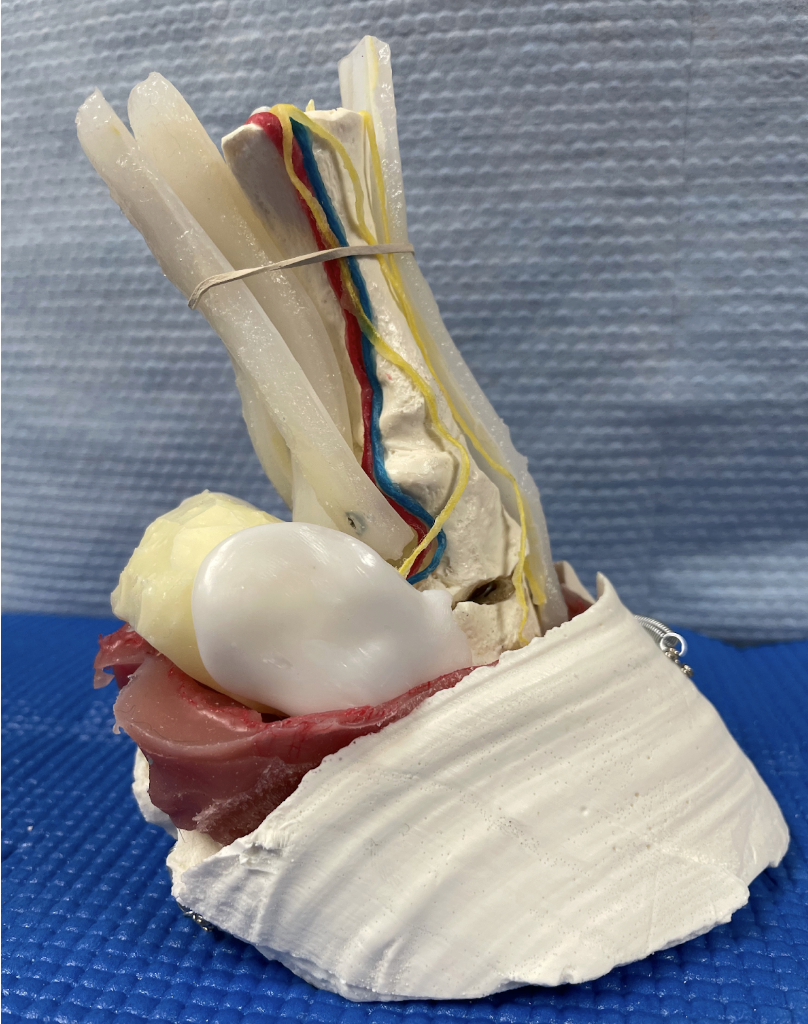 Equine foot model image fully constructed.