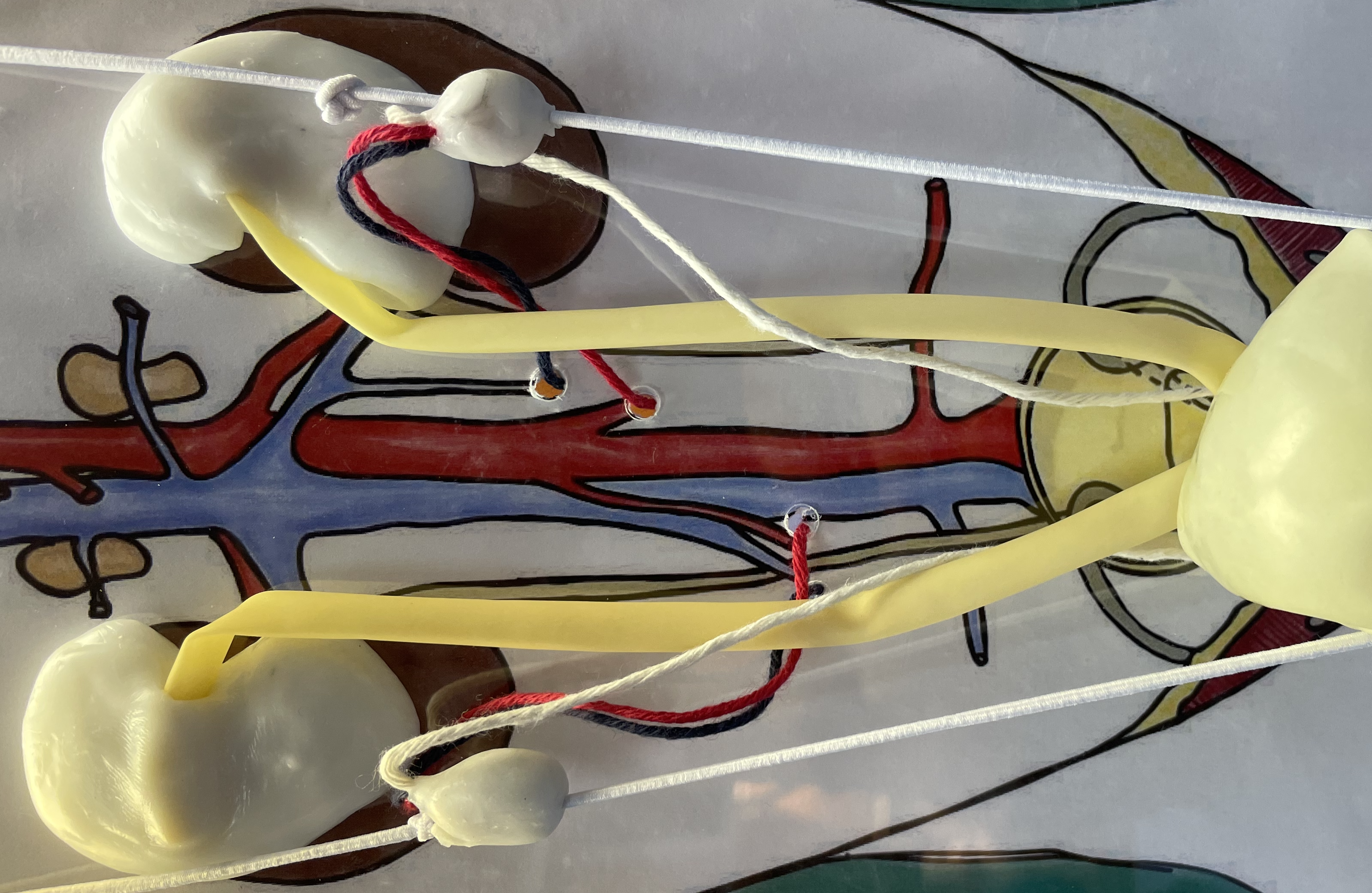 Feline descent of the testes model -close up of the cranial portion.