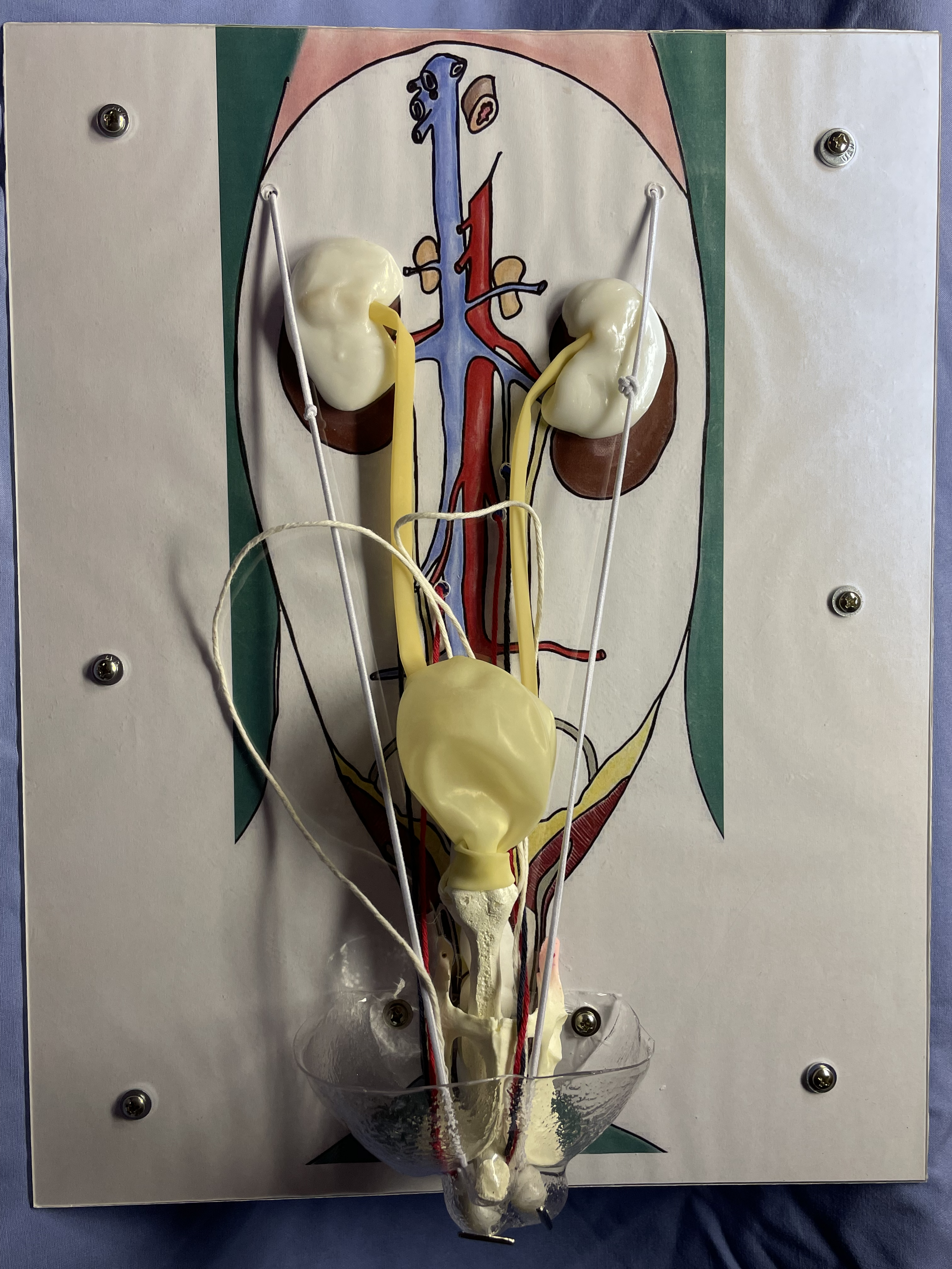 Image of the constructed feline descent of the testes model.