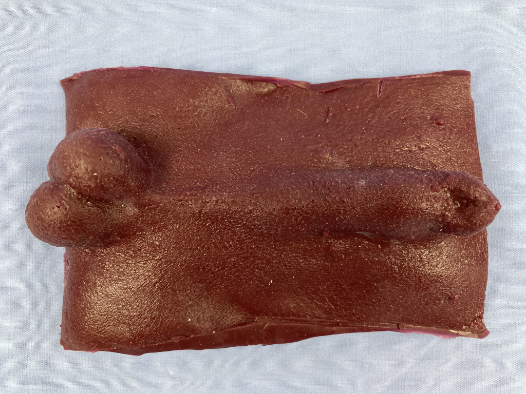 Image of a model of the perineal region of a canine.