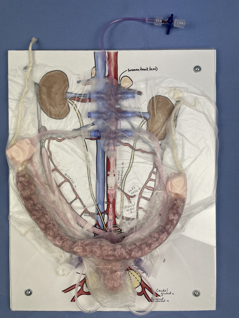 Image of the blood flow through the uterus model in place on the plexiglass background.
