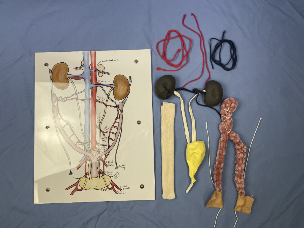 Image of the various components of the Female Urogenital Tract Model.