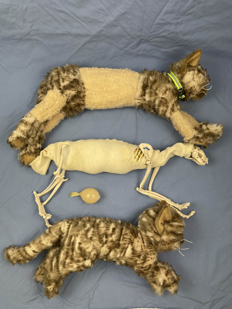 Lower: store bought cat stuffy. Middle: plastic cat skeleton with stuffing and model bladder for cystocentesis and restraint. Upper: "Frankie" - hybrid of these two containing a scat skeleton, stuffing and a bladder for use for restraint and cystocentesis.
