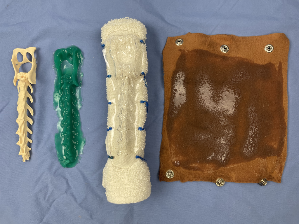 Components of the feline epaxial injection model, along wit horiginal skeletal components and resulting form.