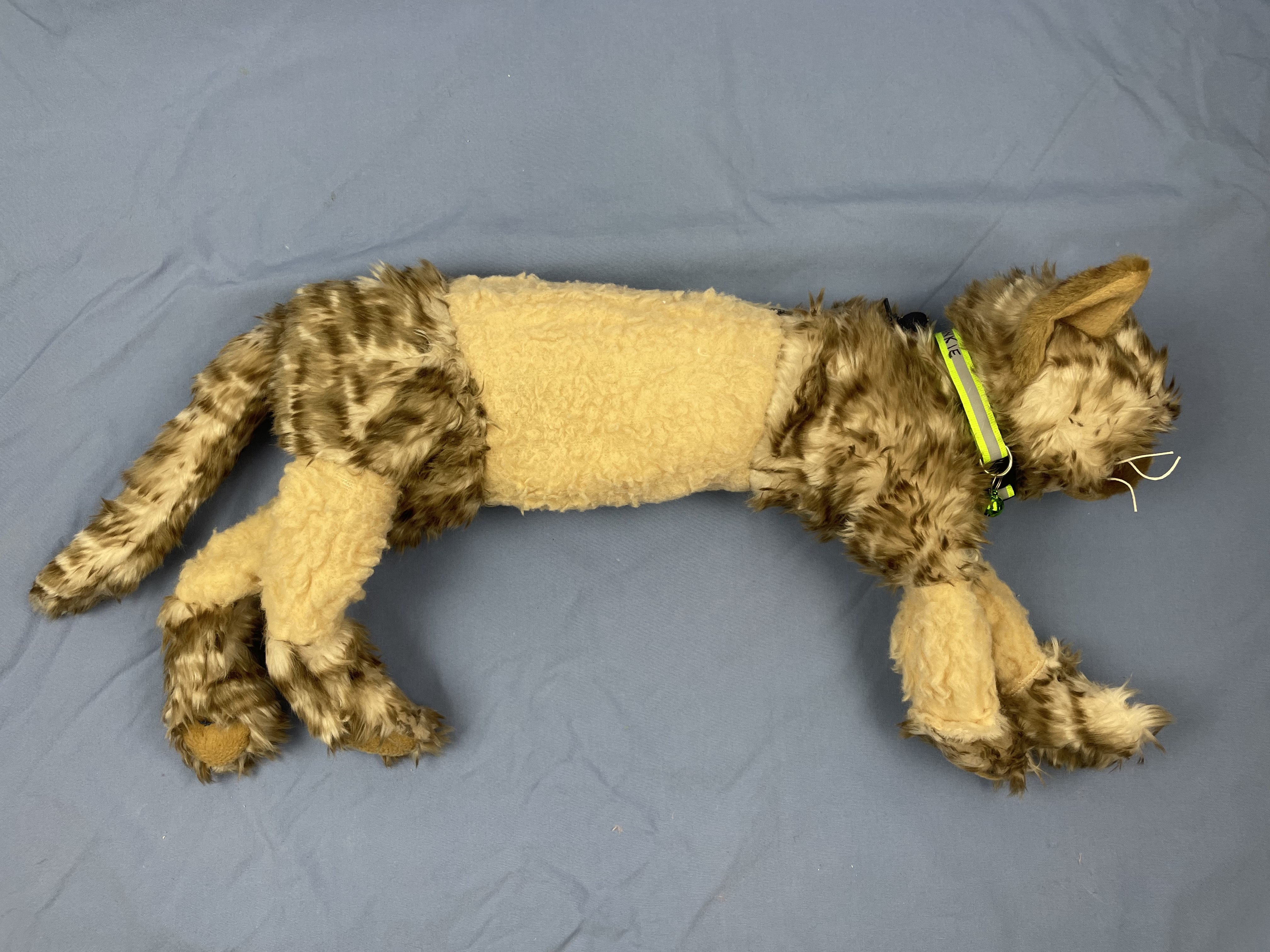 Feline cystocentesis model "Frankie".