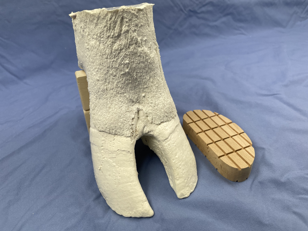 Image of bovine distal limb plastic model and hoof block.
