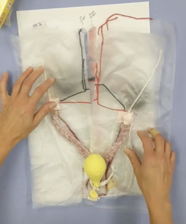 Image of the layers of the build the female urogenital tract advanced model.