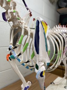 Image of a plastic dog skeleton painted on the right side to highlight bony prominences and on the left side to illustrate proximal and distal muscular attachments. This is a craniolateral view of the left side.