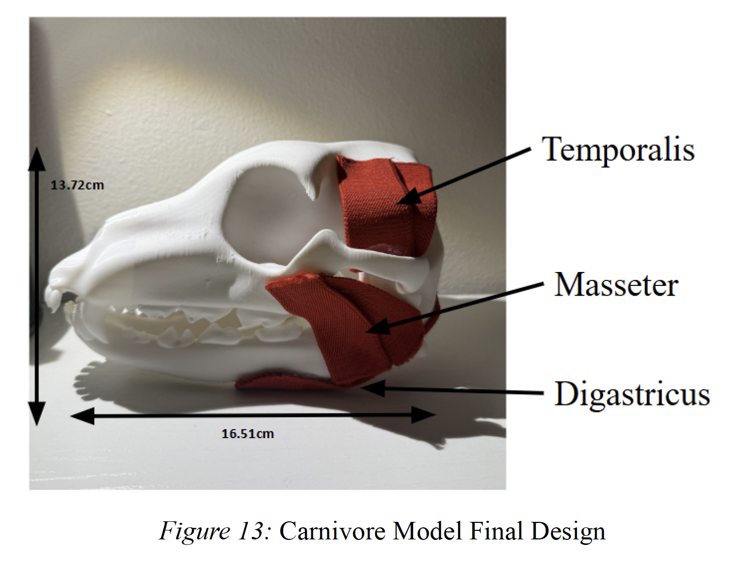 Muscles of canine mastication model - labeled.