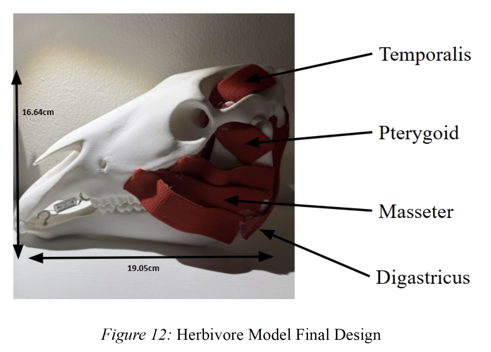 Muscles of mastication equine model - labeled.
