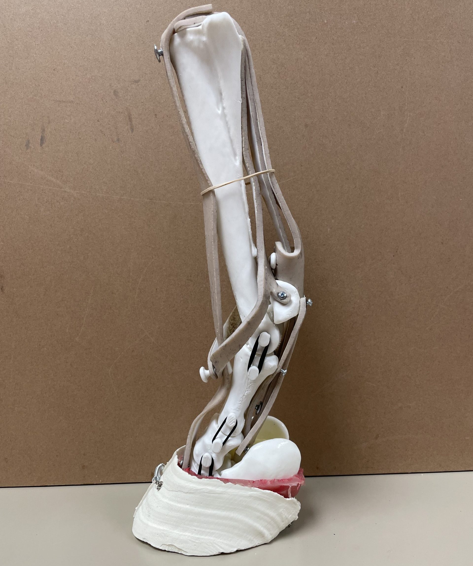 Fully assembled equine distal limb model, lateral view.