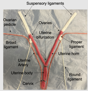 Labeled components of the spay model insert