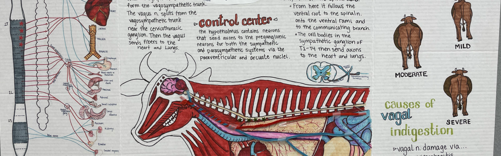 Poster presentation of autonomic nervous pathways in a ruminant.