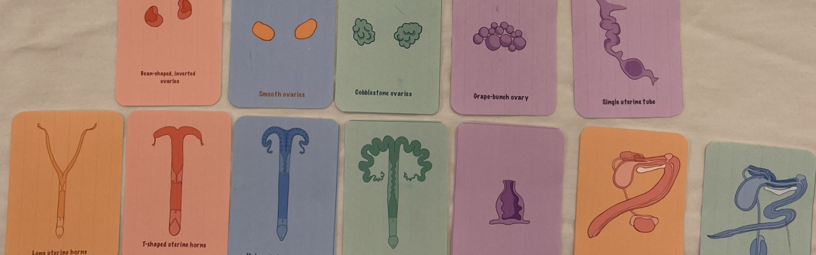 Repro Go! game created by a student for the Veterinary Anatomy Fair.