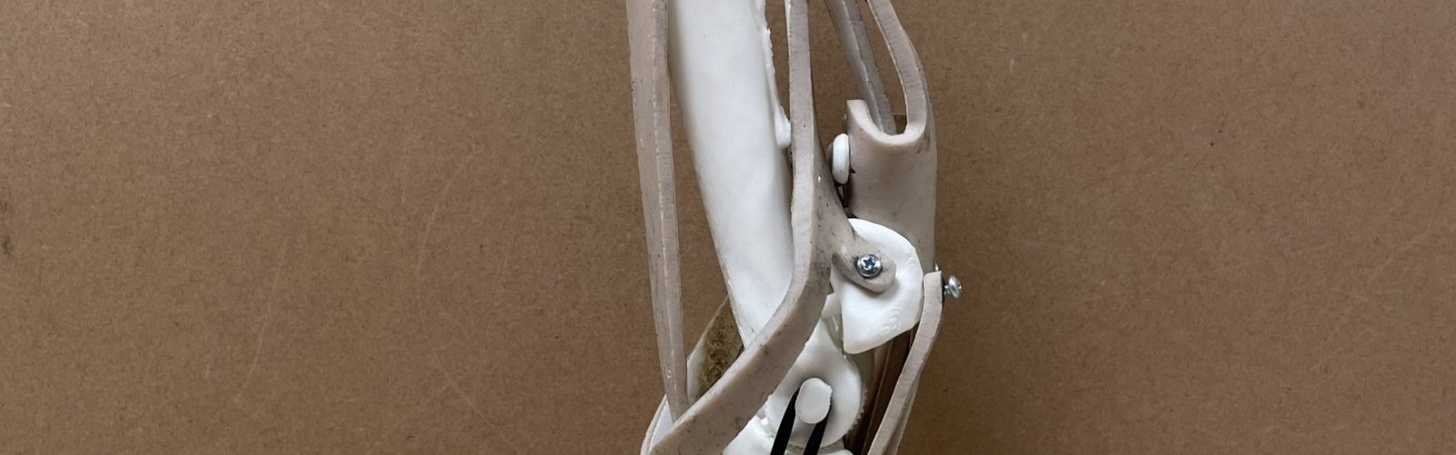 Fully assembled equine distal limb model, lateral view.