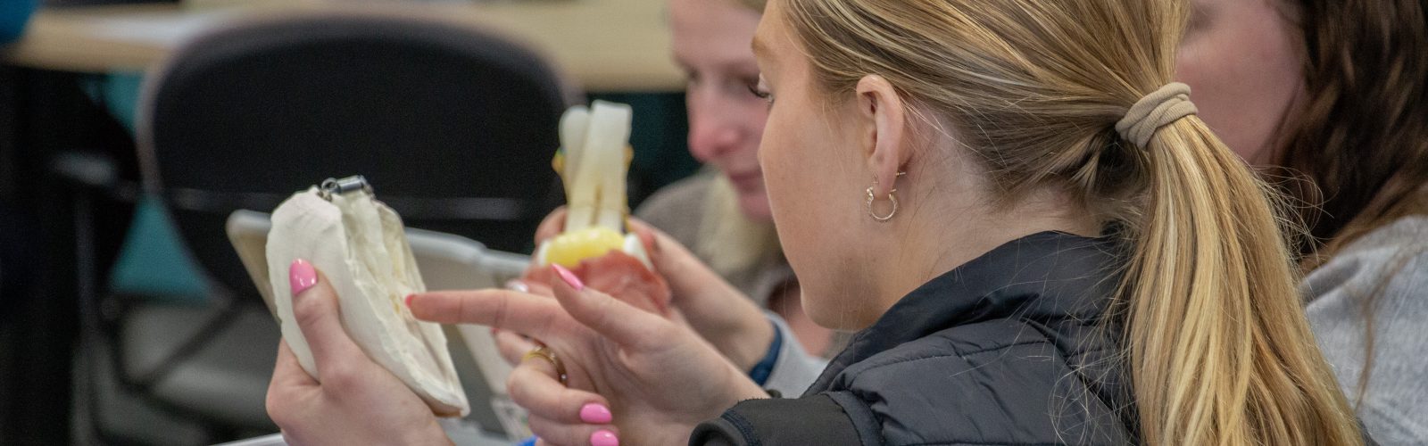 Students identify components of the hoof in an active learning session during anatomy lab.
